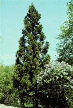 کریپتومریا